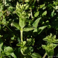 Cerastium glomeratum Thuill.
